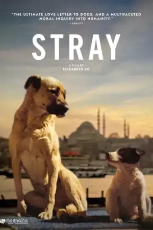 Low Price Stray