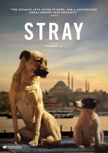 Low Price Stray
