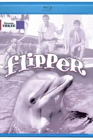 Buy Today Flipper: Season Three