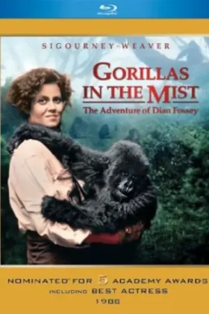 Big Sale Gorillas in the Mist