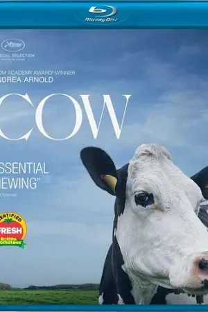 Factory Price Cow Bd / (Sub)