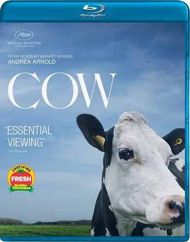 Factory Price Cow Bd / (Sub)