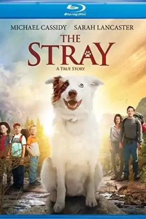 The Stray Hassle-Free Returns