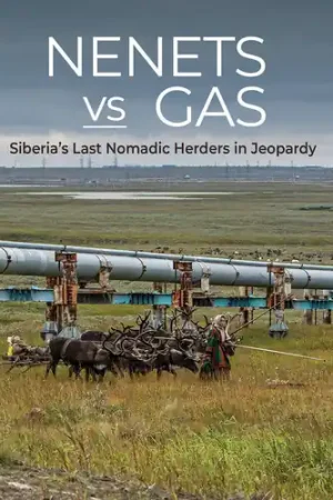 Today Only Nenets Vs Gas: Siberia's Last Nomadic Herders In