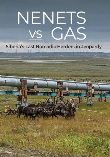 Today Only Nenets Vs Gas: Siberia's Last Nomadic Herders In