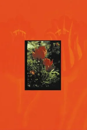 Cola - The Gloss (LP) Hot Deal