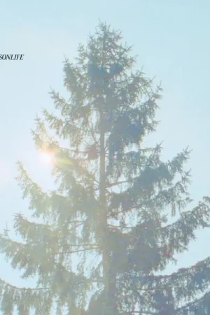 Limited Offer Sonlife - Sonlife (LP)
